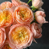 Wutong Yue Rose